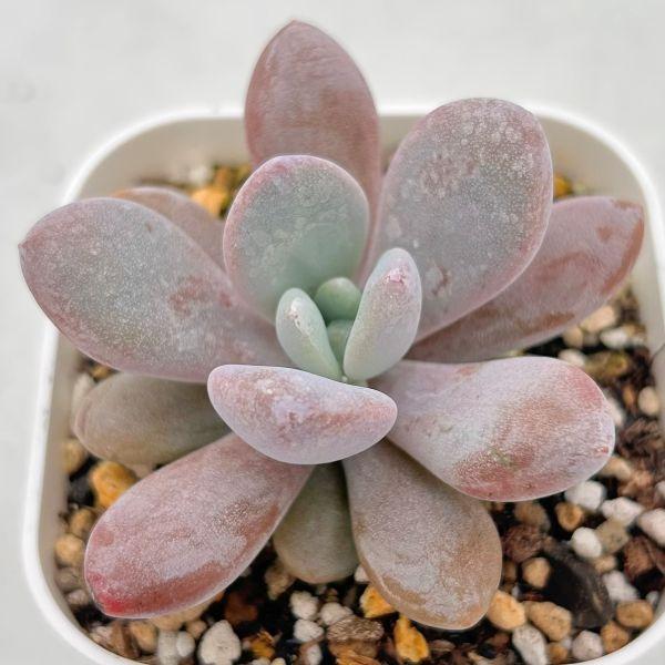 スイートハート◎多肉植物 カット苗 輸入苗 エケベリア等 多肉植物 エケベリア スイートセサミ 7.5cmポット苗 : ハニーミント