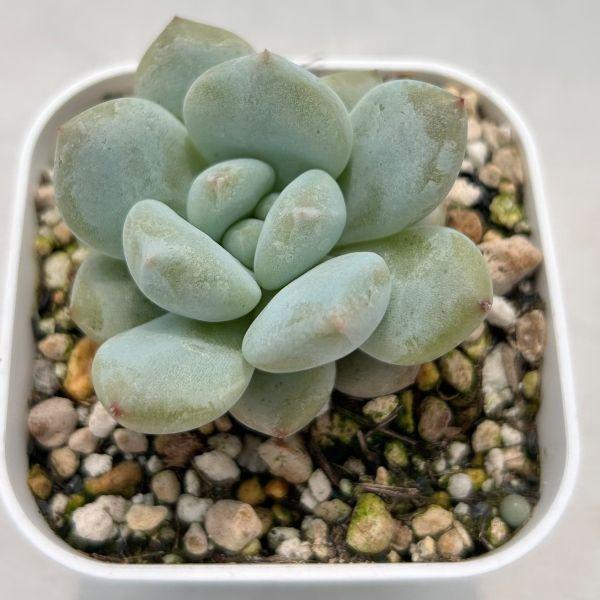 Top【選抜株】　多肉植物　24185モンローHyb 105個　プラグトレー苗 多肉植物 エケベリア スノーバニー×モンローHyb 7.5cmポット苗