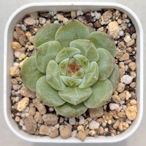 多肉植物 エケベリア アビニ 7.5cmポット苗 : ハニーミント - 通販
