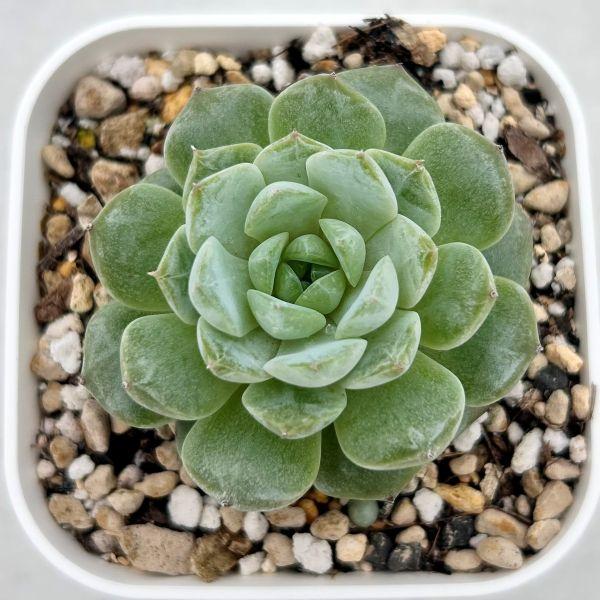 多肉植物 エケベリア シャンゼリゼ 7.5cmポット苗 : ハニーミント