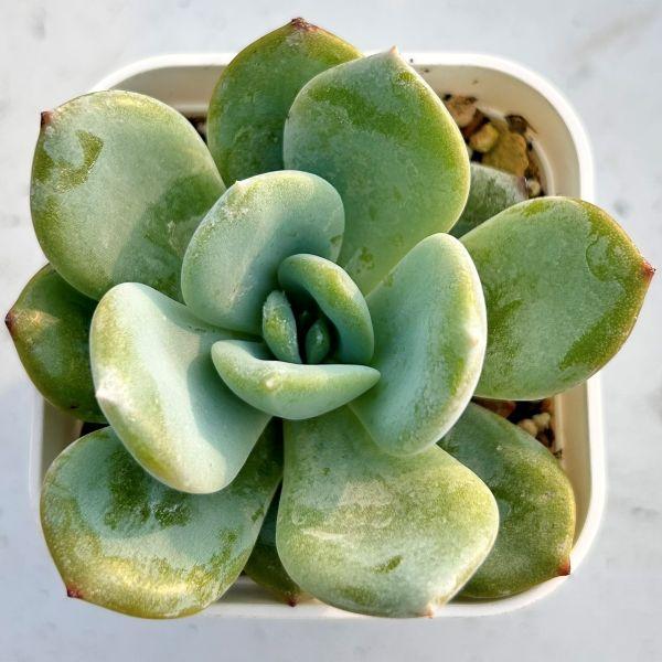 多肉植物 エケベリア フェニックス×モンロー 7.5cmポット苗 : ハニー