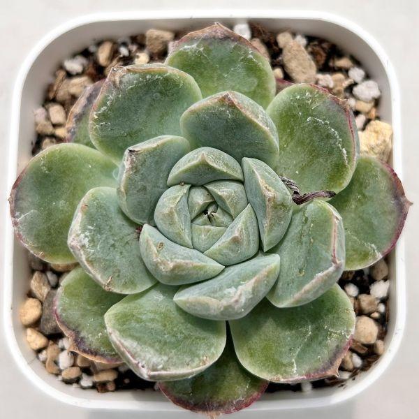 多肉植物 エケベリア ハル 7.5cmポット苗 : ハニーミント - 通販