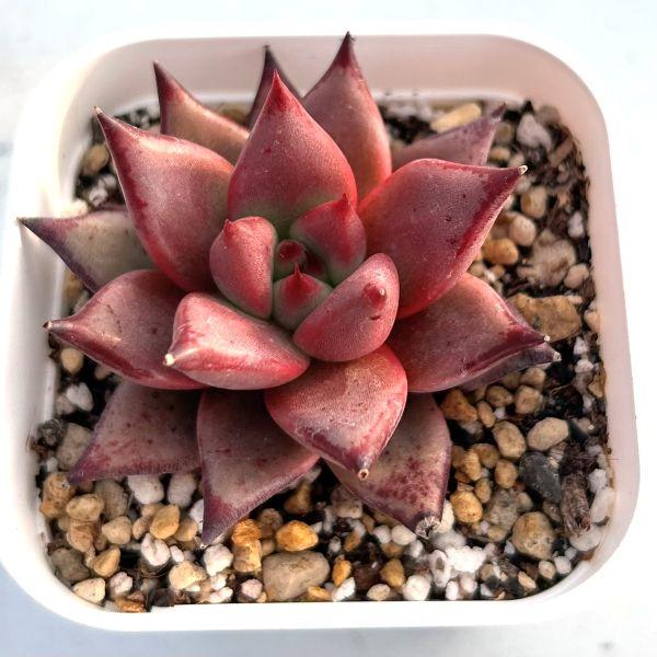 多肉植物 エケベリア ブラッドローデア 7.5cmポット苗 : ハニーミント