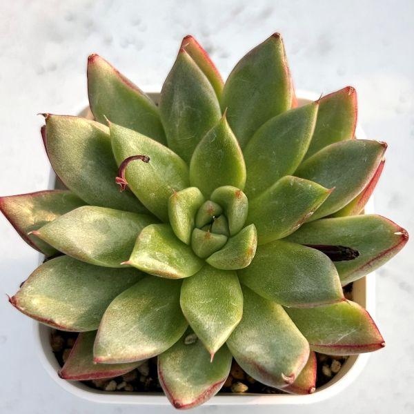 多肉植物 エケベリア ドリーミークイーン 7.5cmポット苗 : ハニー