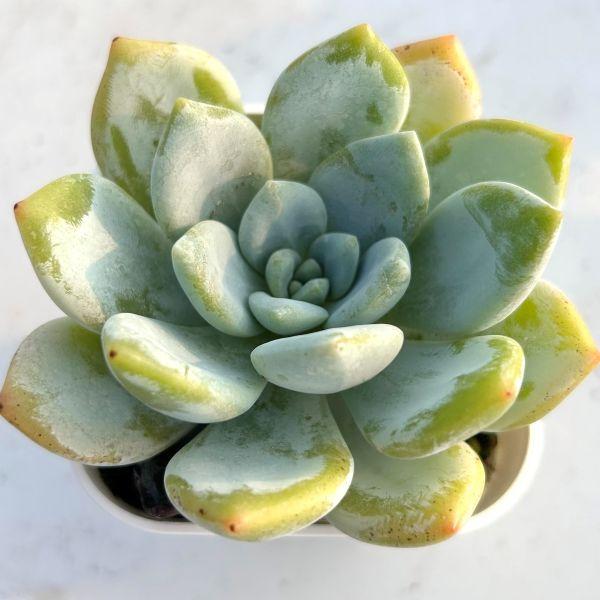 多肉植物　グロブローサ×ラウイ② 多肉植物 グロブローサ×ラウイ② 多肉植物 グロブローサ×ラウイ②