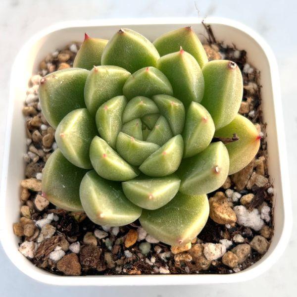 多肉植物 エケベリア ブライトジェニー 7.5cmポット苗 : ハニーミント
