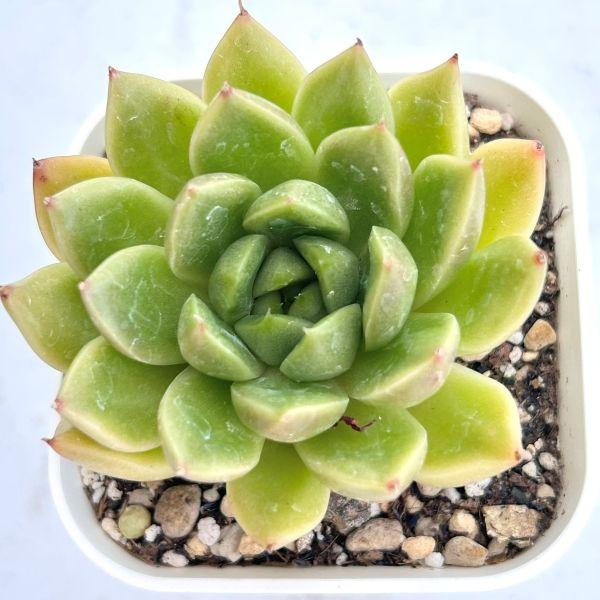 多肉植物 エケベリア チュンチュンジェニー 7.5cmポット苗 : ハニー