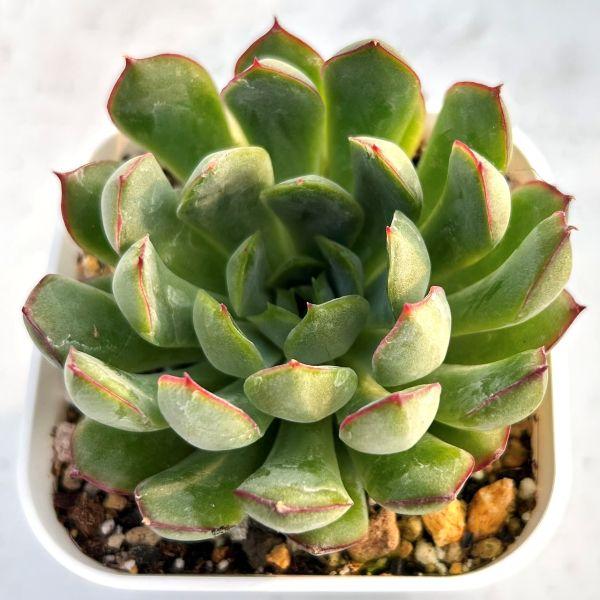 育てやすく比較的育てやすそうな多肉植物を選んでいます。スリット鉢に入った発根苗をお送りします。サイズ：2.5寸鉢※写真は見本です。実際のお届けの苗と大きさ、姿が異なることがございます。※子が付いている写真の場合は子が付いていないものが届くこ...