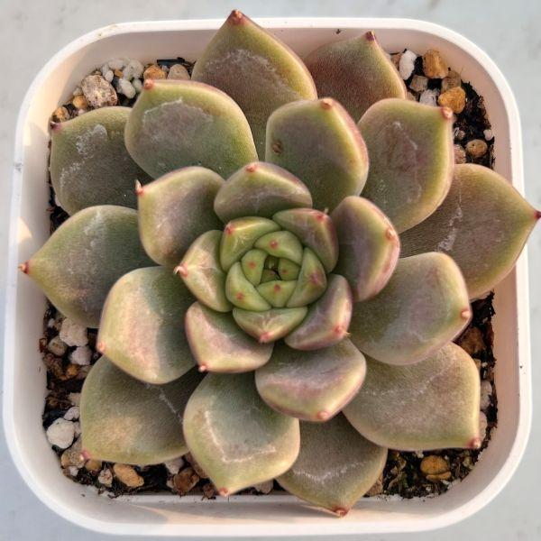 育てやすく比較的育てやすそうな多肉植物を選んでいます。スリット鉢に入った発根苗をお送りします。サイズ：2.5寸鉢※写真は見本です。実際のお届けの苗と大きさ、姿が異なることがございます。※子が付いている写真の場合は子が付いていないものが届くこ...