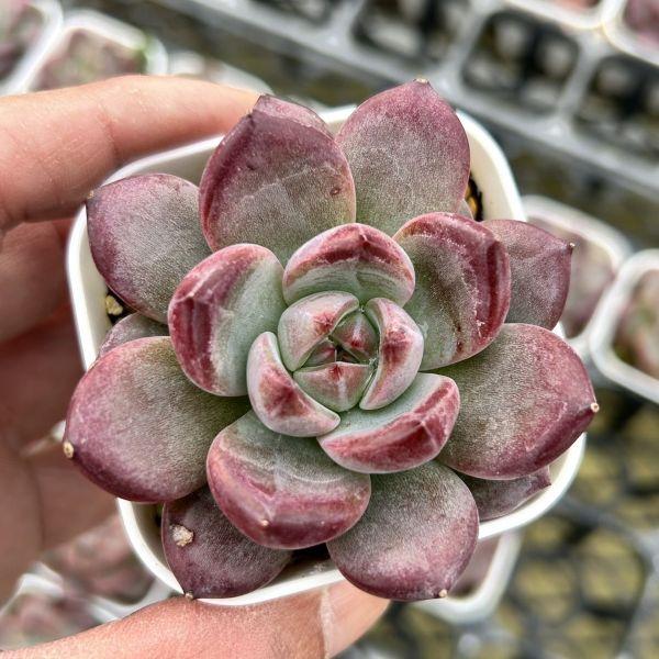 育てやすく比較的育てやすそうな多肉植物を選んでいます。スリット鉢に入った発根苗をお送りします。サイズ：2.5寸鉢※写真は見本です。実際のお届けの苗と大きさ、姿が異なることがございます。※子が付いている写真の場合は子が付いていないものが届くこ...