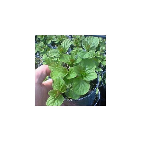 オレンジの香りがすると言われているミントです。香りを楽しんだりティーにしたりと幅広く使えます♪緑茶や紅茶を入れる時に葉を一枚ポットに入れてお湯を注ぐとなんともいえない香りのお茶になりますよ♪サイズ：3寸鉢※写真は見本です。実際のお届けの苗と...