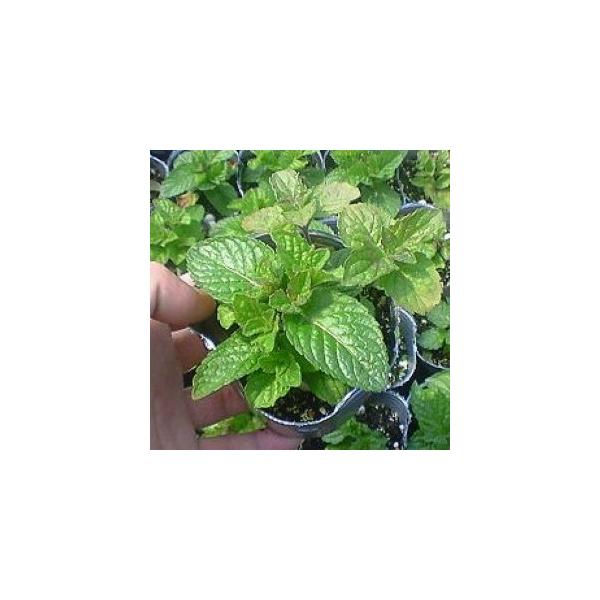 当店農場生産 グレープフルーツミント 9センチポット苗 繁殖力旺盛なハーブ Buyee Buyee Japanese Proxy Service Buy From Japan Bot Online