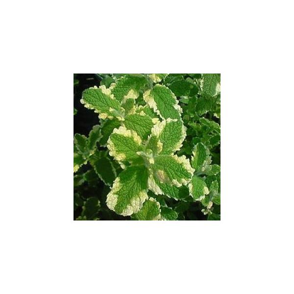 パイナップルの香りがすると言われているミントです。香りを楽しんだりティーにしたりと幅広く使えます♪緑茶や紅茶を入れる時に葉を一枚ポットに入れてお湯を注ぐとなんともいえない香りのお茶になりますよ♪サイズ：3寸鉢※写真は見本です。実際のお届けの...