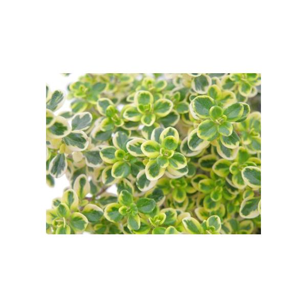 当店農場生産 ゴールデンクイーンタイム 9センチポット苗 繁殖力旺盛なハーブ Buyee Buyee Japanese Proxy Service Buy From Japan Bot Online