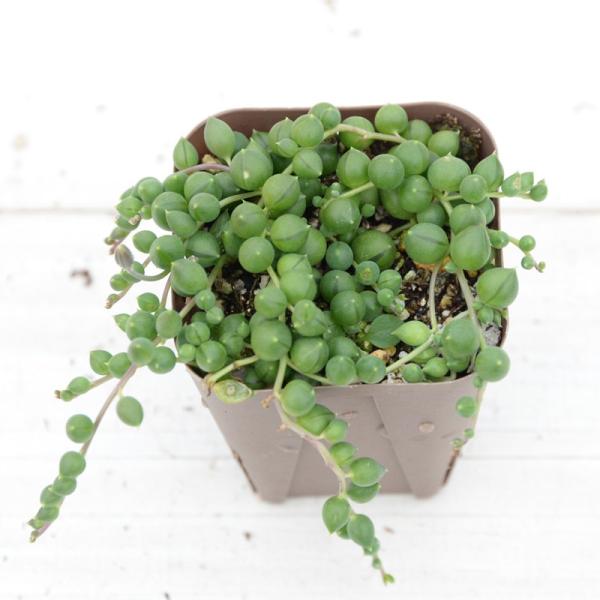 ネックレスのようにどんどん伸びてかわいらしい植物です。垂らすように植えるとなんとも言えない美しさがあります。寄せ植えのアクセントとしてお使いください。サイズ：2.5寸鉢※写真は見本です。実際のお届けの苗と大きさ、姿が異なることがございます。
