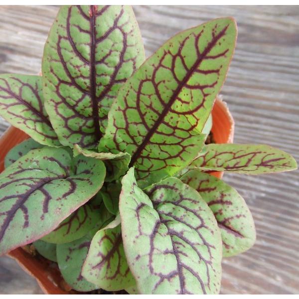 ダテ科の植物で寒さに強い多年草です。花壇などのアクセントにお使いいただけます。サイズ：3寸鉢※写真は見本です。実際のお届けの苗と大きさや姿が異なることがございます。※花はついておりません。