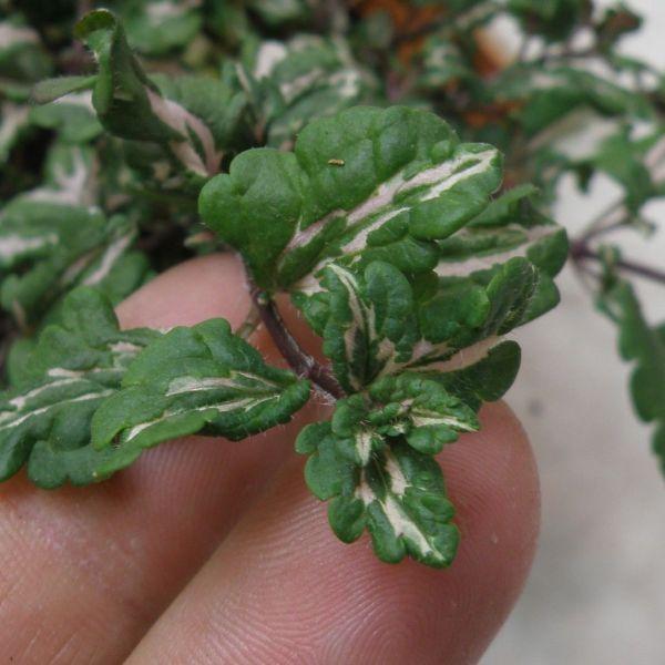 当店農場生産 ベロニカミフィーブルート 9cmポット苗 宿根草 グランドカバーに最適 ハニーミント 通販 Yahoo ショッピング