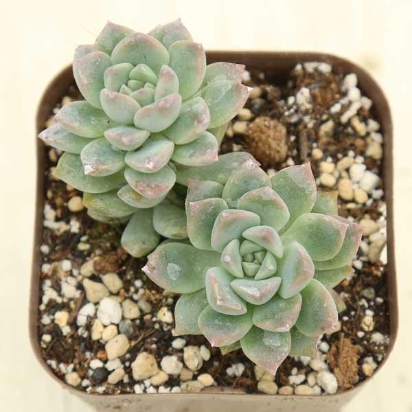 肉厚でとても可愛い多肉植物です。多肉植物の寄せ植えにも最適です！サイズ：2.5寸鉢※写真は見本です。実際のお届けの苗と大きさ、姿が異なることがございます。※子が付いている写真の場合は子が付いていないものが届くことがあります。※株数（頭数）に...