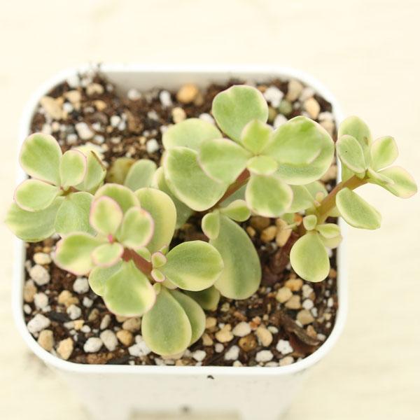多肉植物 ポーチュラカリア 雅楽の舞 7.5cmポット苗 : ハニーミント