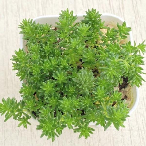 完売　　森で完全野生化！【朧月＊森村万年草】インドの可愛い鉢植え＊大小セットで！ 完売森で完全野生化！【朧月＊森村万年草】インドの可愛い鉢植え