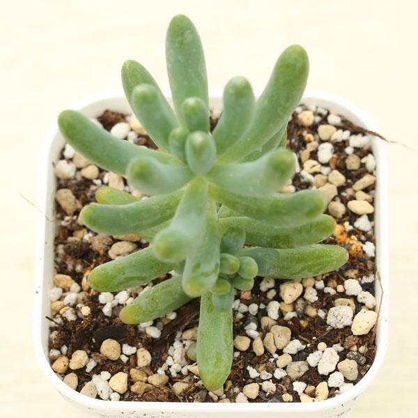 大きめの葉がとてもかわいらしい植物です。これから紅葉し花色が赤みがかるとさらにきれいになります。セダムの寄せ植えに、また多肉植物の寄せ植えにも最適です！サイズ：2.5寸鉢※写真は見本です。実際のお届けの苗と大きさや姿が異なることがございます...