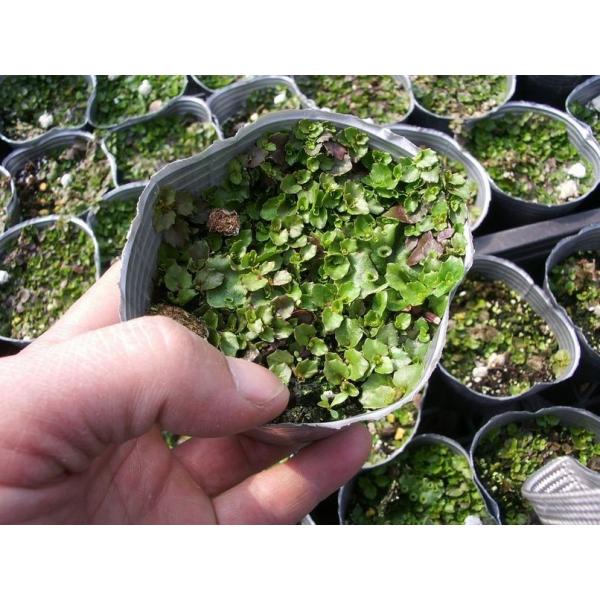 当店農場生産】プラティア・アングラータ 9cmポット苗 宿根草 一面に白い花が咲きます♪ /【Buyee】 当店農場生産】プラティア・アングラータ 9cmポット苗 宿根草 一面に白い花が咲きます♪ /【Buyee】
