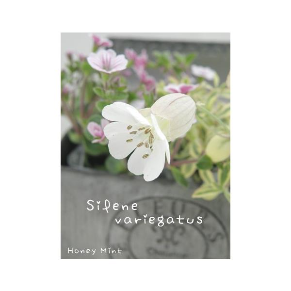 当店農場生産 シレネ ユニフローラ バリエガータ 斑入り 9cmポット苗 ハニーミント 通販 Yahoo ショッピング