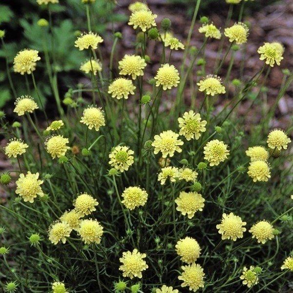 可憐な黄色の花を咲かせる品種です。株はコンパクトながらボリュームのある草姿で、個体差が少ないことも特徴です。従来品種に比べ生育が旺盛で、多少の低温であれば生育します。年々大きな株になり、たくさんの花を長く咲かせてくれます。寒さには非常に強い...