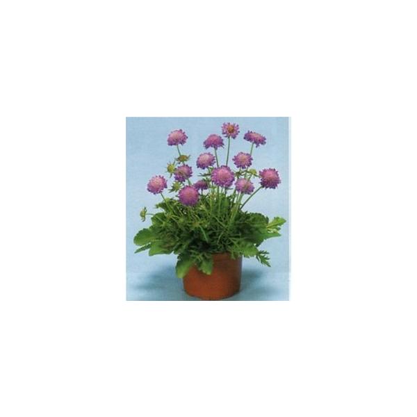 大輪のブルーの花を咲かせる品種です。株はコンパクトながらボリュームのある草姿で、個体差が少ないことも特徴です。従来品種に比べ生育が旺盛で、多少の低温であれば生育します。年々大きな株になり、たくさんの花を長く咲かせてくれます。寒さには非常に強...