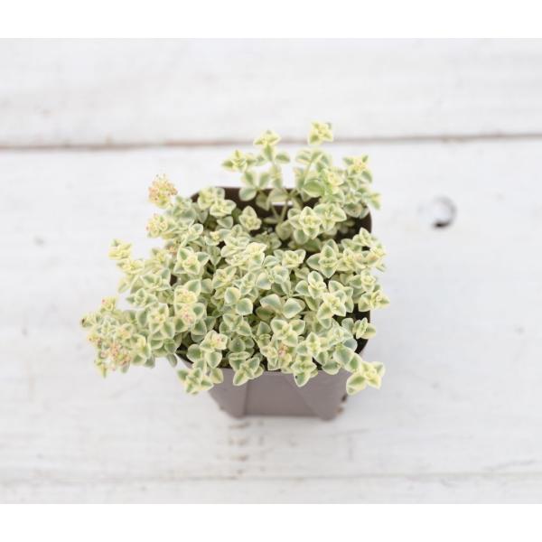 放置していても育ちます！寒さにも強く、どんどん大きくなります！本当に育てやすい多肉植物です！ 背丈は3cm程度ですが横にどんどん広がります。 切って挿しておけば簡単に増え、グランドカバーにもってこいです。 寒さには比較的強く（0度程度まで）...