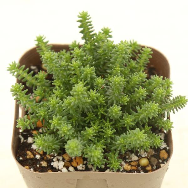 多肉植物 セダム サクサグラレ モスグリーン 7.5cmポット苗 多肉植物 セダム サクサグラレ モスグリーン 7.5cmポット苗
