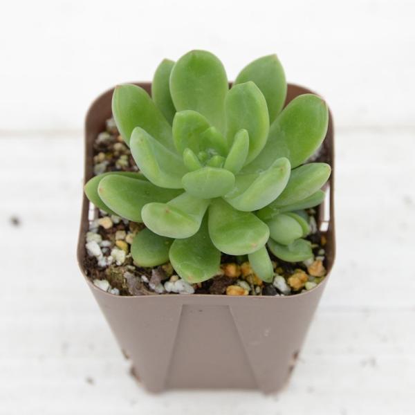 多肉植物 セダム 春萌 7.5cmポット苗 : ハニーミント - 通販 - Yahoo