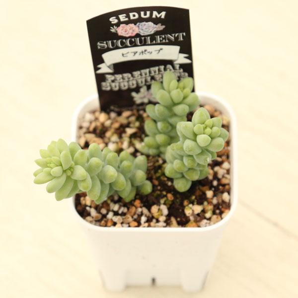 名前の通りのかわいらしい多肉さんです。育てやすく、冬は真っ黄色になり変わった感じの素敵な多肉さんです。別名：新玉つづりとも呼ばれています。サイズ：2.5寸鉢※写真は見本です。実際のお届けの苗と大きさ、姿が異なることがございます。※子が付いて...