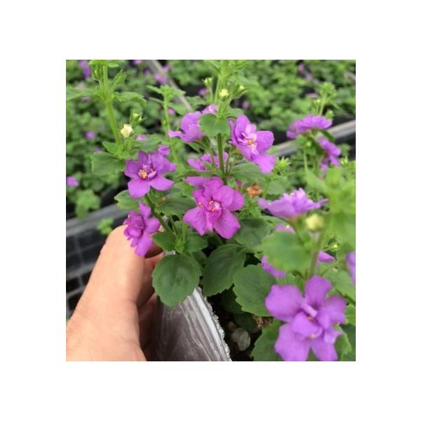 バコパ八重咲き品種で花が鈴なりにつき、とても見ごたえのあるお花です！育て方は普通のバコパと変わりません。サイズ：3寸鉢（写真2枚目参照）※写真は見本です。実際のお届けの苗と大きさや姿が異なることがございます。※花はついておりません。※登録品...