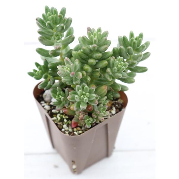 多肉植物 オーロラ 7 5cmポット Buyee Buyee Japanese Proxy Service Buy From Japan Bot Online