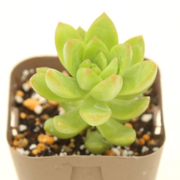 多肉植物 セダム 黄麗（オウレイ） 7.5cmポット苗 : ハニーミント