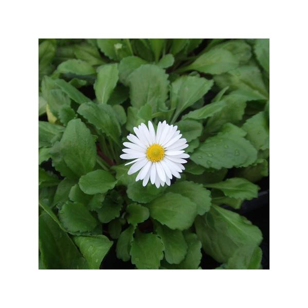 寒さに強く長く花が咲きます♪可愛い花を6月頃まで咲かせます。冬の花のない時期に彩を添えてくれます。高さ20cmくらいなり次々とたくさんの花を咲かせます。こぼれ種がおちて毎年咲きます！本当に強い花です。寒さには強く、少々雪、霜で痛んでも大丈夫...