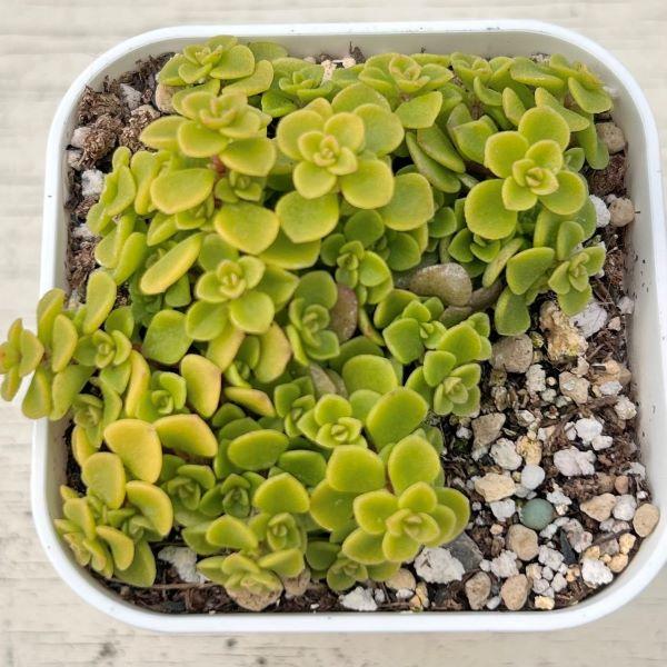 多肉植物 セダム 黄金丸葉万年草 7.5cmポット苗 耐寒性 : ハニー 多肉植物 セダム 黄金丸葉万年草 7.5cmポット苗 耐寒性 : ハニー