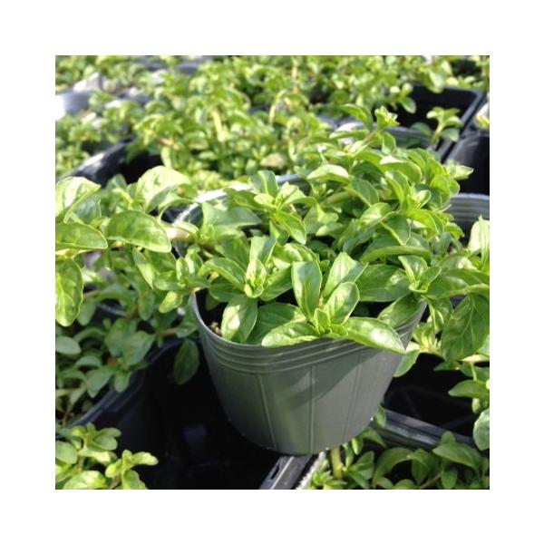 当店農場生産 ペニーロイヤルミント 9センチポット苗 繁殖力旺盛なハーブ Buyee Buyee 日本の通販商品 オークションの代理入札 代理購入