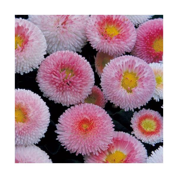 名前の通りイチゴクリームのような可愛い花を株一面に咲かせる、鉢植えやコンテナにぴったりの極わい性種です。“ひな菊”と呼ばれ、古くから親しまれています。春らしい可愛い花で、初心者にもおすすめです。サイズ：3寸鉢※写真は見本です。実際のお届けの...