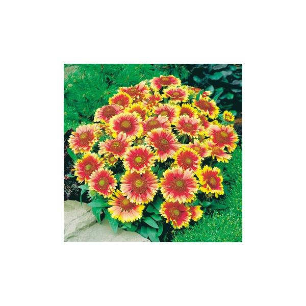 寒さに強く強健な植物です。直径10cm程度の花をたくさん咲かせます。耐寒性多年草で、一度植えると毎年咲きます。サイズ：3寸鉢（写真4枚目参照）※写真は見本です。実際のお届けの苗と大きさや姿が異なることがございます。※花はついておりません。