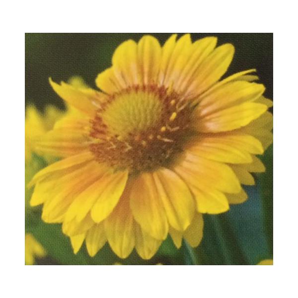 寒さに強く強健な植物です。直径10cm程度の花をたくさん咲かせます。耐寒性多年草で、一度植えると毎年咲きます。サイズ：3寸鉢（写真2枚目参照）※写真は見本です。実際のお届けの苗と大きさや姿が異なることがございます。※花はついておりません。