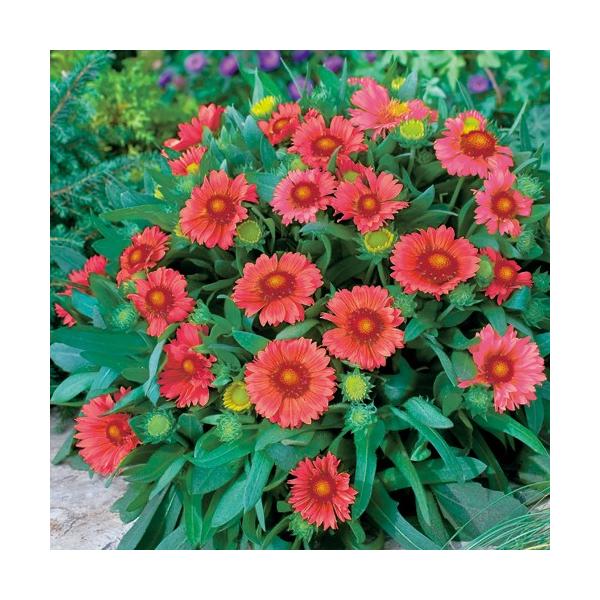 寒さに強く強健な植物です。直径10cm程度の花をたくさん咲かせます。耐寒性多年草で、一度植えると毎年咲きます。サイズ：3寸鉢（写真3枚目参照）※写真は見本です。実際のお届けの苗と大きさや姿が異なることがございます。※花はついておりません。