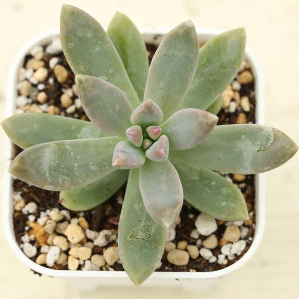 多肉植物 多肉植物4センチポット 25個セット | watanabe flowergarden