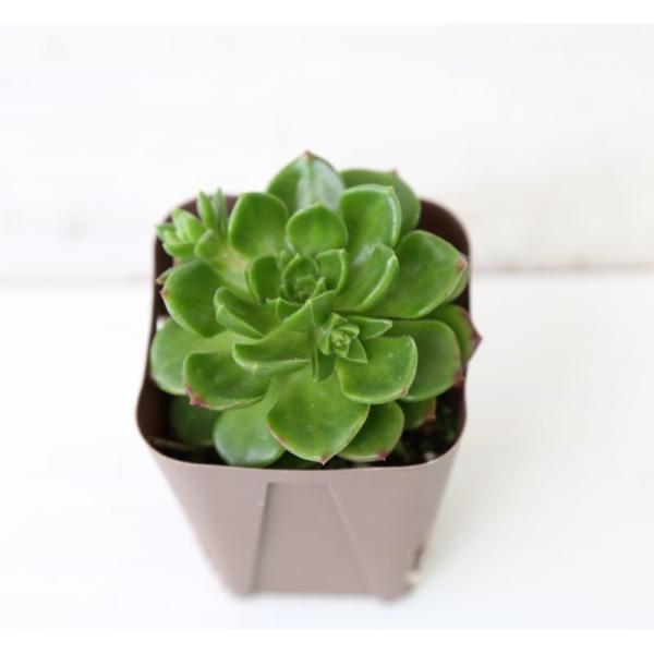 紅葉すると黄色くなり葉のふちが赤くなり可愛くなります。セデベリア属で繁殖力が強い多肉植物です。サイズ：2.5寸鉢※写真は見本です。実際のお届けの苗と大きさ、姿が異なることがございます。※子が付いている写真の場合は子が付いていないものが届くこ...