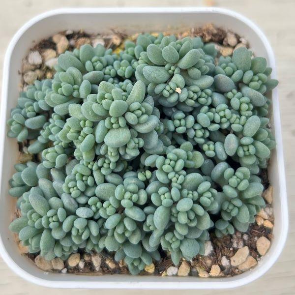 多肉植物　ダシフィルム　抜き苗　セダム 多肉植物❤セダム❤ダシフィルム❤抜き苗 その他インテリア雑貨