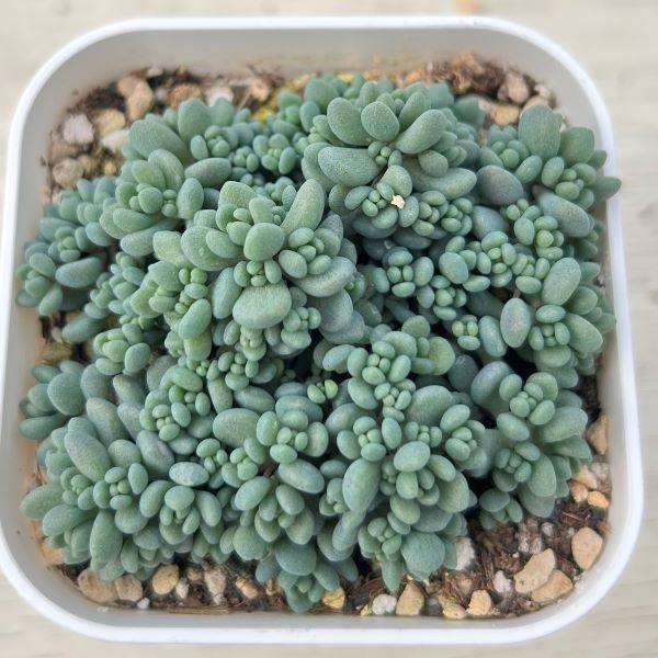 多肉植物 セダム ダシフィルムリファレンス 7.5cmポット苗