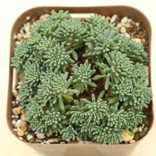 多肉植物 セダム ヒスパニクム プルプレア 7.5cmポット苗