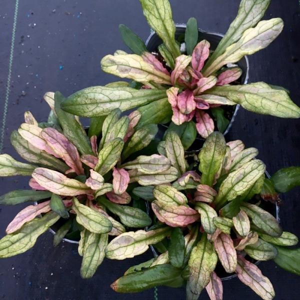 当店農場生産】アジュガ デュキシーチップ 9cmポット苗 グランドカバー