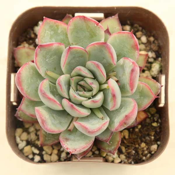 葉先がピンク色でかわいい多肉植物です。サイズ：2.5寸鉢※写真は見本です。実際のお届けの苗と大きさや姿が異なることがございます。※生育期間が長いため苗に傷や汚れがある場合がございます。